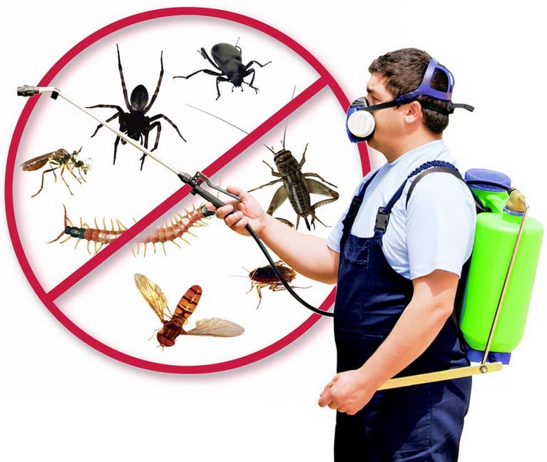 مكافحة وإبادة الحشرات