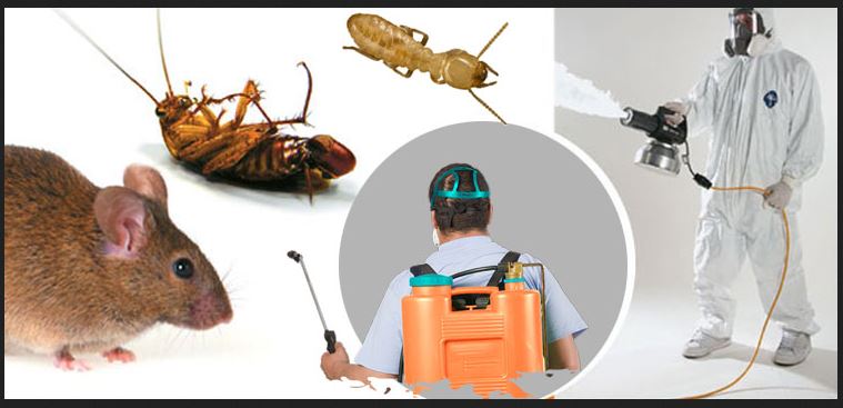 اسعار وارقام افضل شركة ابادة حشرات بتبوك للتخلص النهائي من الحشرات والقوارض