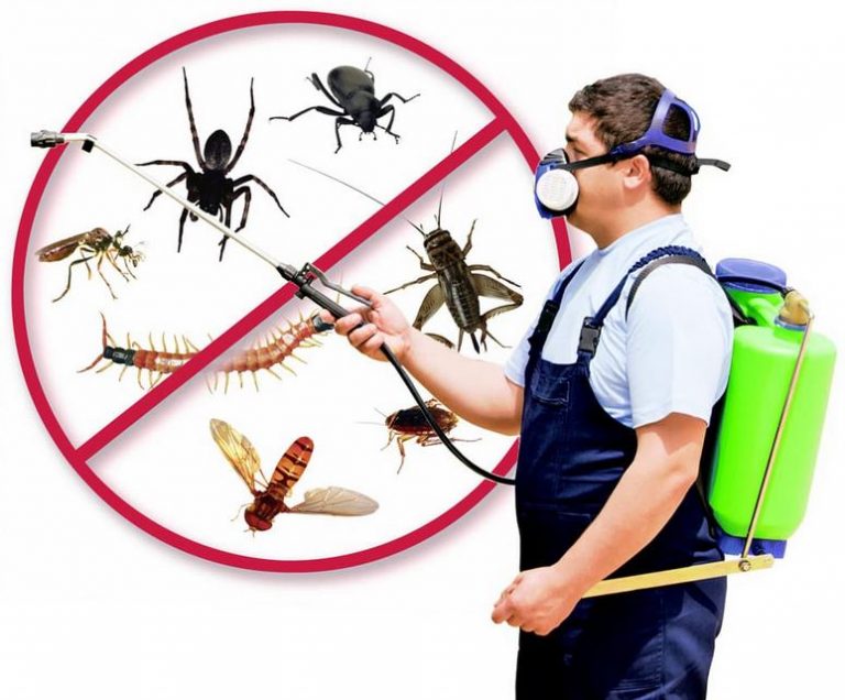 أفضل شركة ابادة حشرات منزلية بتبوك والقضاء النهائي على مشكلة تواجد الحشرات بالمنزل
