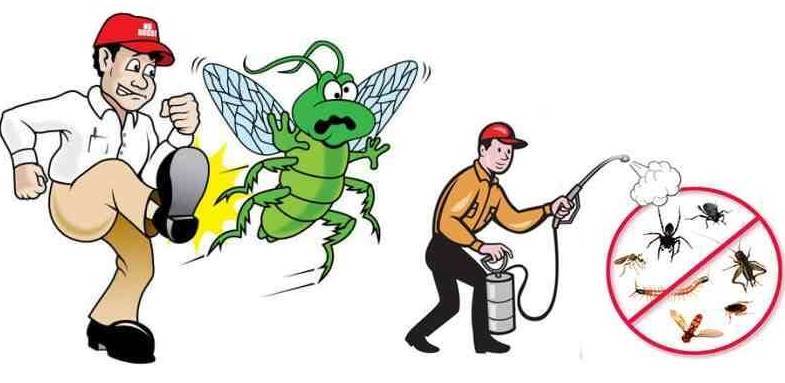 أهم طرق مكافحة الحشرات